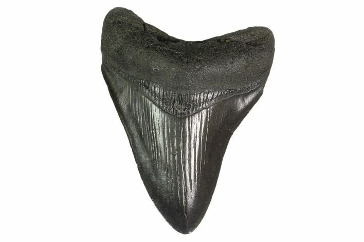 3.57" Fossil Megalodon Tooth - South Carolina
